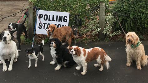 bcpo station 1 photos|Dulwich dogs gather for traditional polling station pack photo .